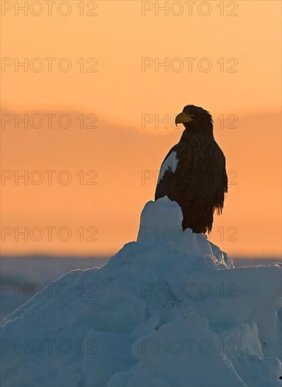 Adult steller's sea eagle