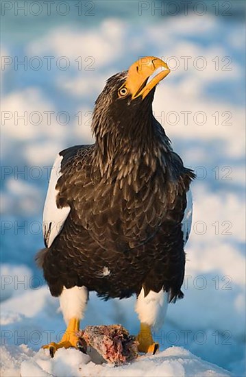 Steller's sea eagle