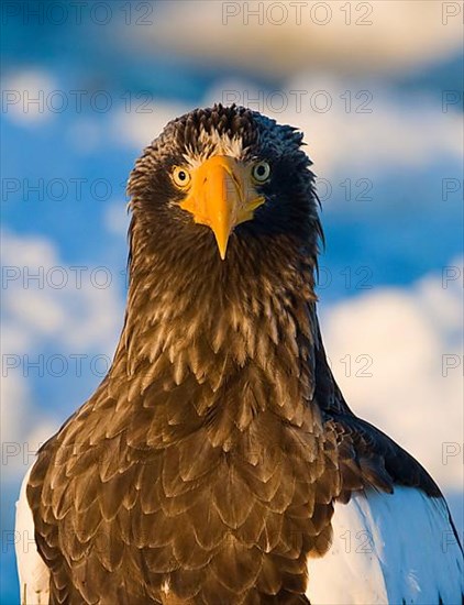 Adult steller's sea eagle
