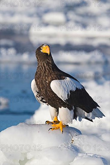 Adult steller's sea eagle