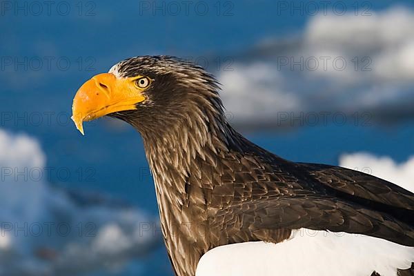 Adult steller's sea eagle