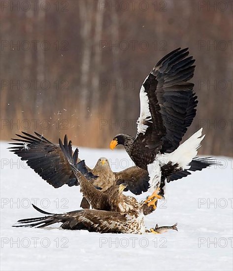 Steller's Sea-eagle adult