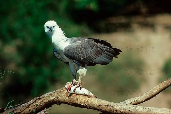 White-bellied sea eagle