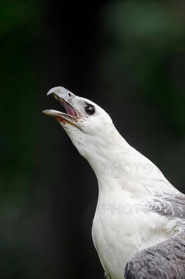 White-bellied sea eagle