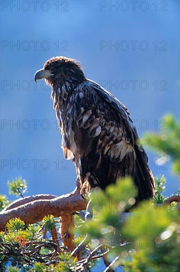 White-tailed eagle