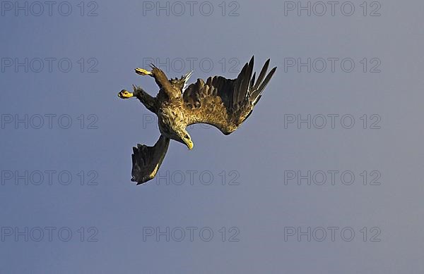 White-tailed eagle