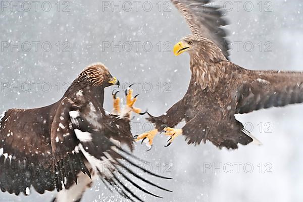 White-tailed Eagle