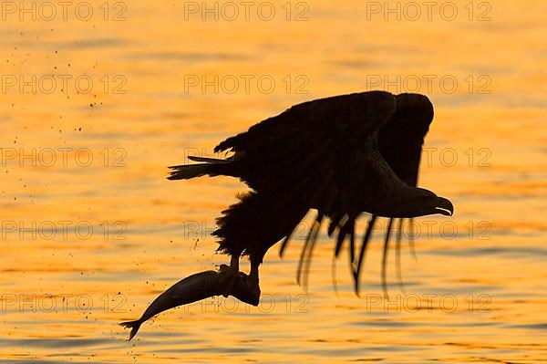 White-tailed Eagle