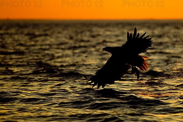 White-tailed Eagle