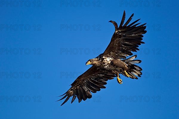 White-tailed Eagle