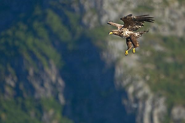 White-tailed Eagle