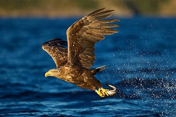 White-tailed Eagle