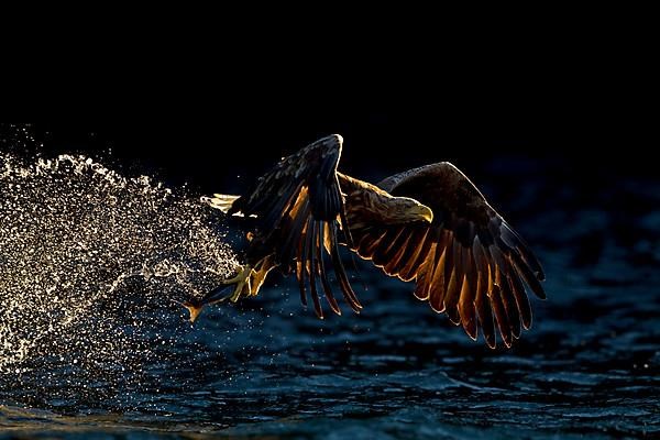 White-tailed Eagle