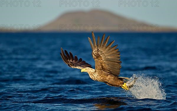 White-tailed Eagle