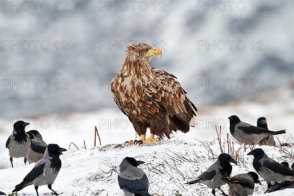 White-tailed Eagle