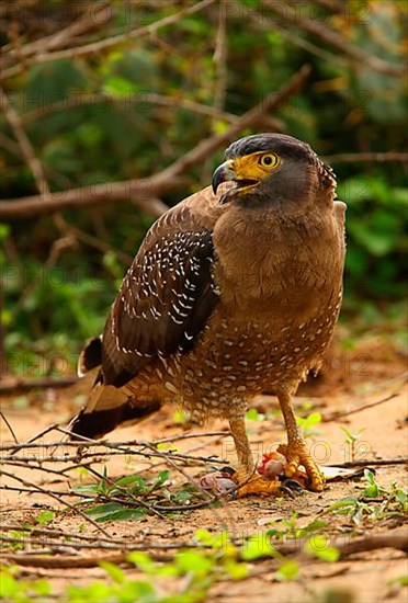 Crested serpent eagle