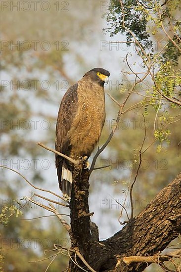 Crested serpent eagle