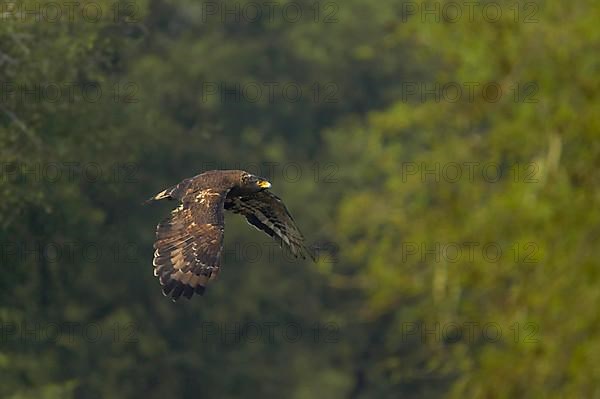 Crested serpent eagle