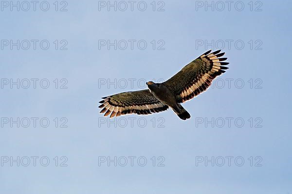 Crested Serpent-eagle