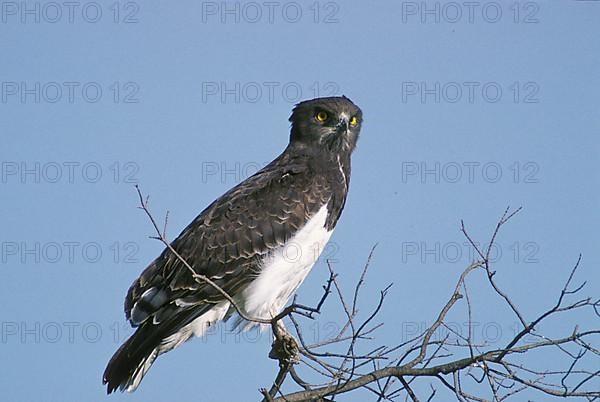 Black-chested snake eagle