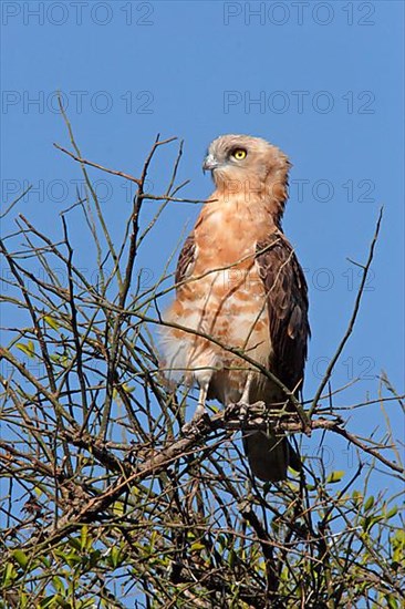 Black-chested snake eagle