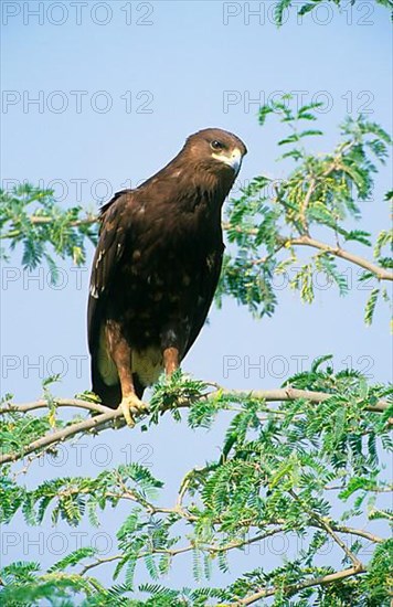 Great spotted greater spotted eagle