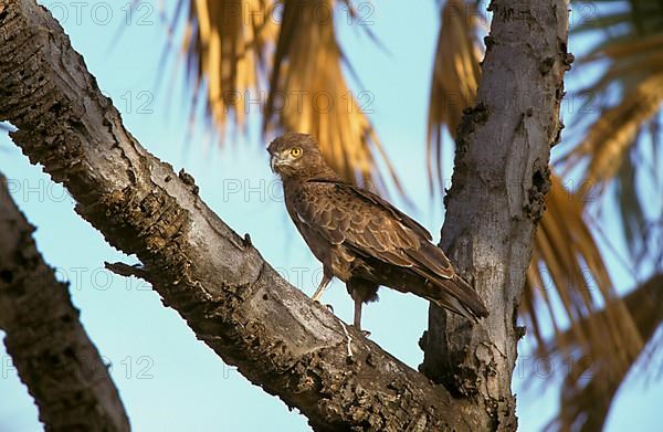 Brown snake eagle