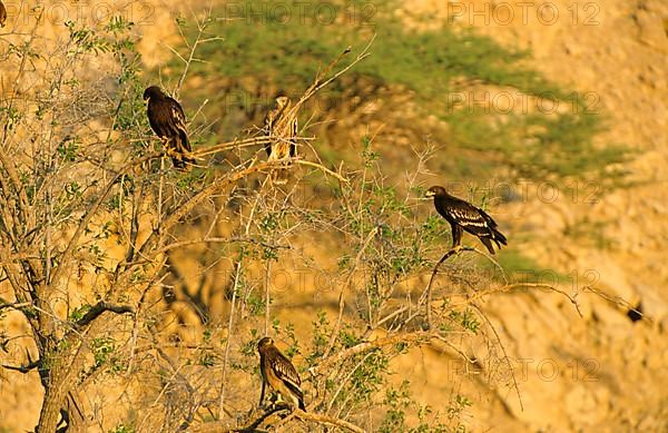 Young Lesser Spotted Eagle