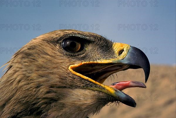 Steppe Eagle