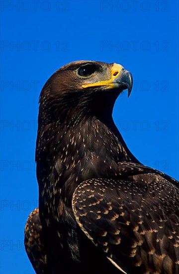 Steppe eagle