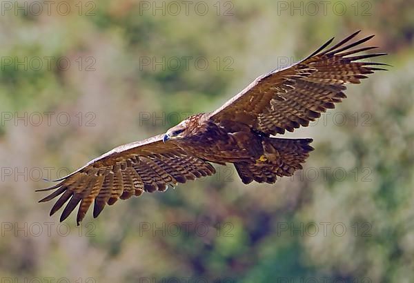 Steppe eagle