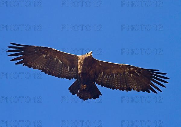 Steppe eagle