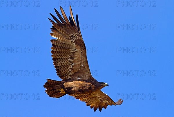 Steppe eagle