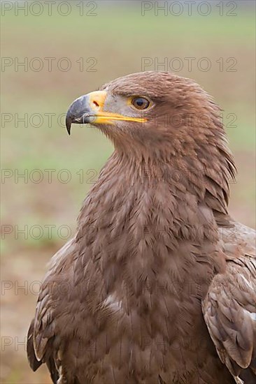 Steppe eagle