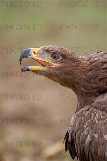 Steppe eagle