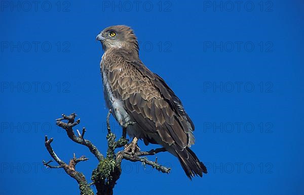 Short-toed snake eagle