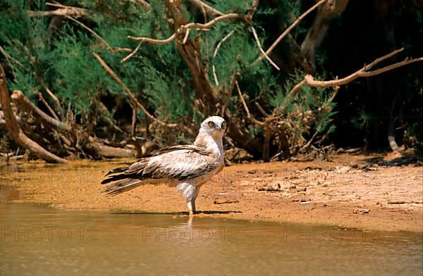 Short-toed snake eagle