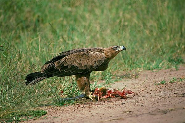 Tawny eagle