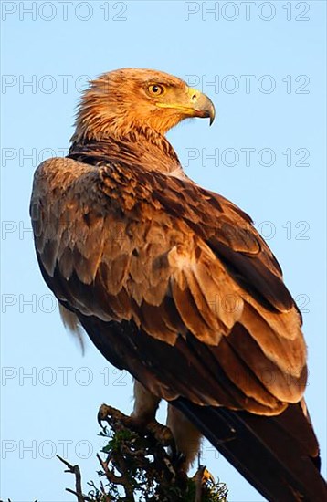 Tawny eagle