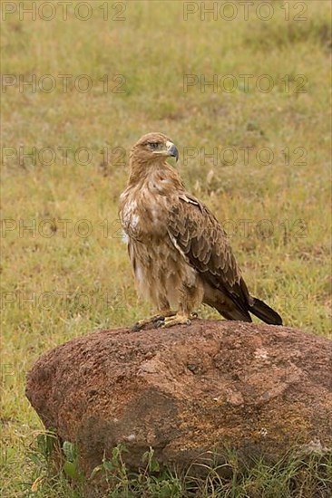 Tawny eagle