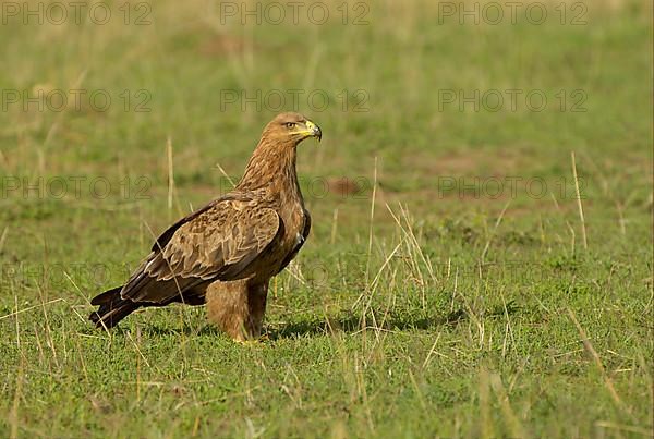 African tawny eagle