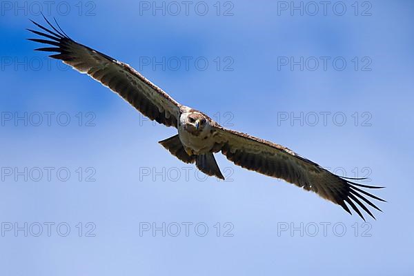 African tawny eagle