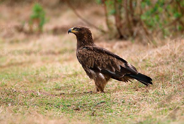 African tawny eagle