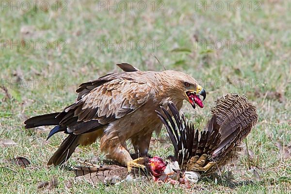 African tawny eagle