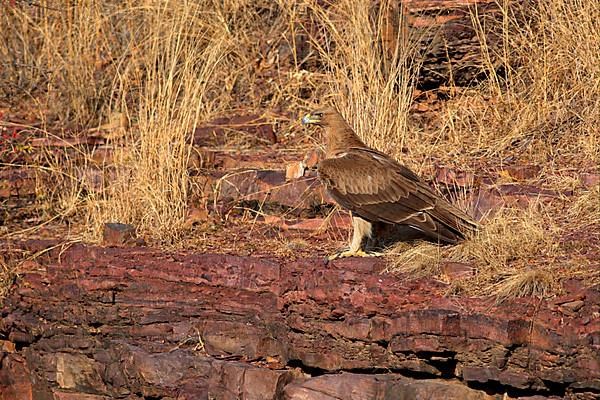 Eurasian Tawny Eagle