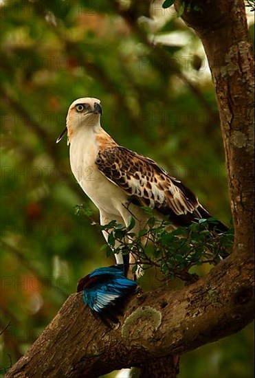 Variable Bonelli's Eagle