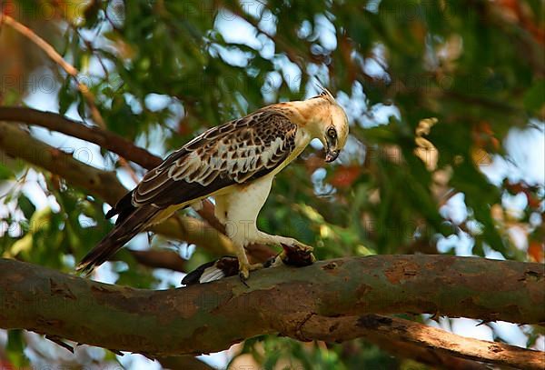 Variable Bonelli's Eagle