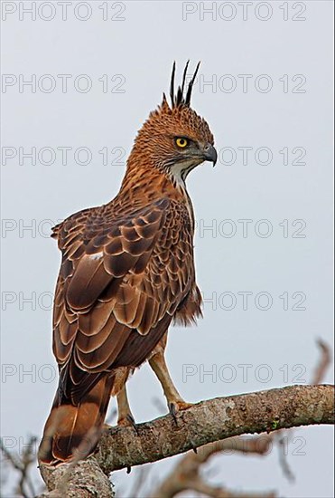 Variable Bonelli's Eagle