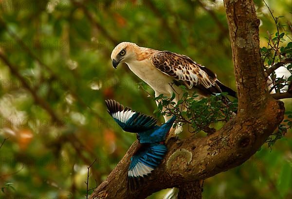 Variable Bonelli's Eagle