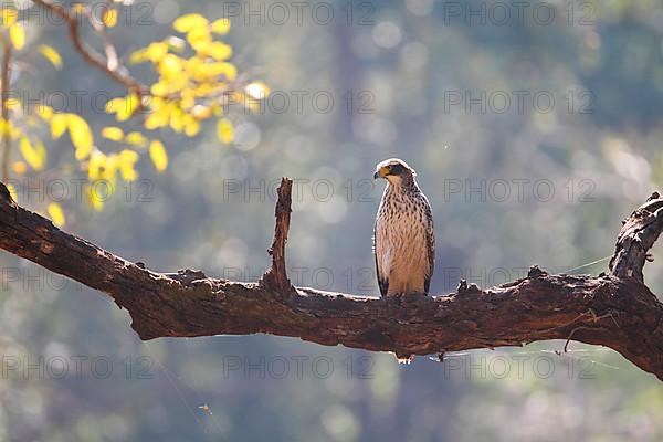 Changeable Hawk-eagle